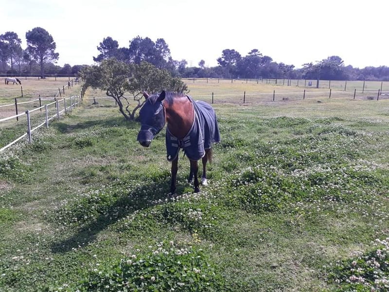 Retirement for veteran/injured horses