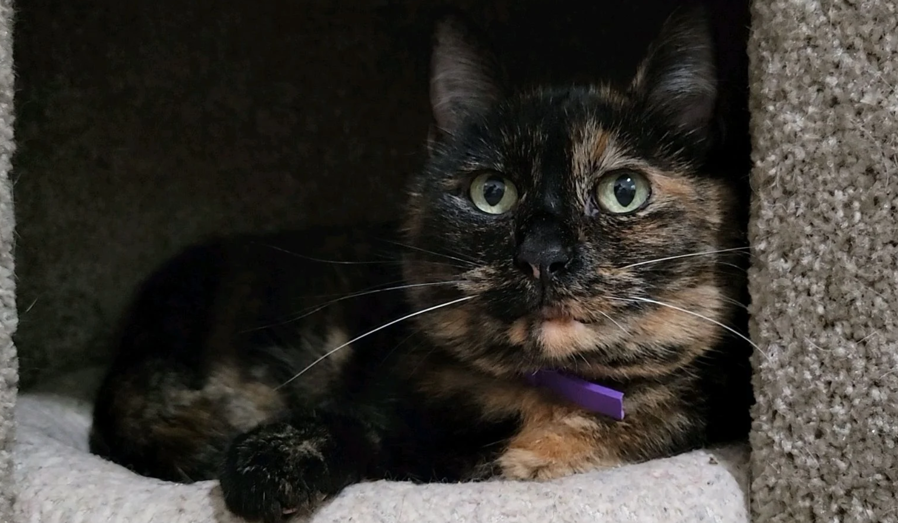 Torti adopted 3-24-22