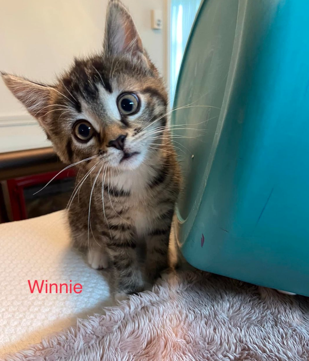 Winnie adopted 5-22-22