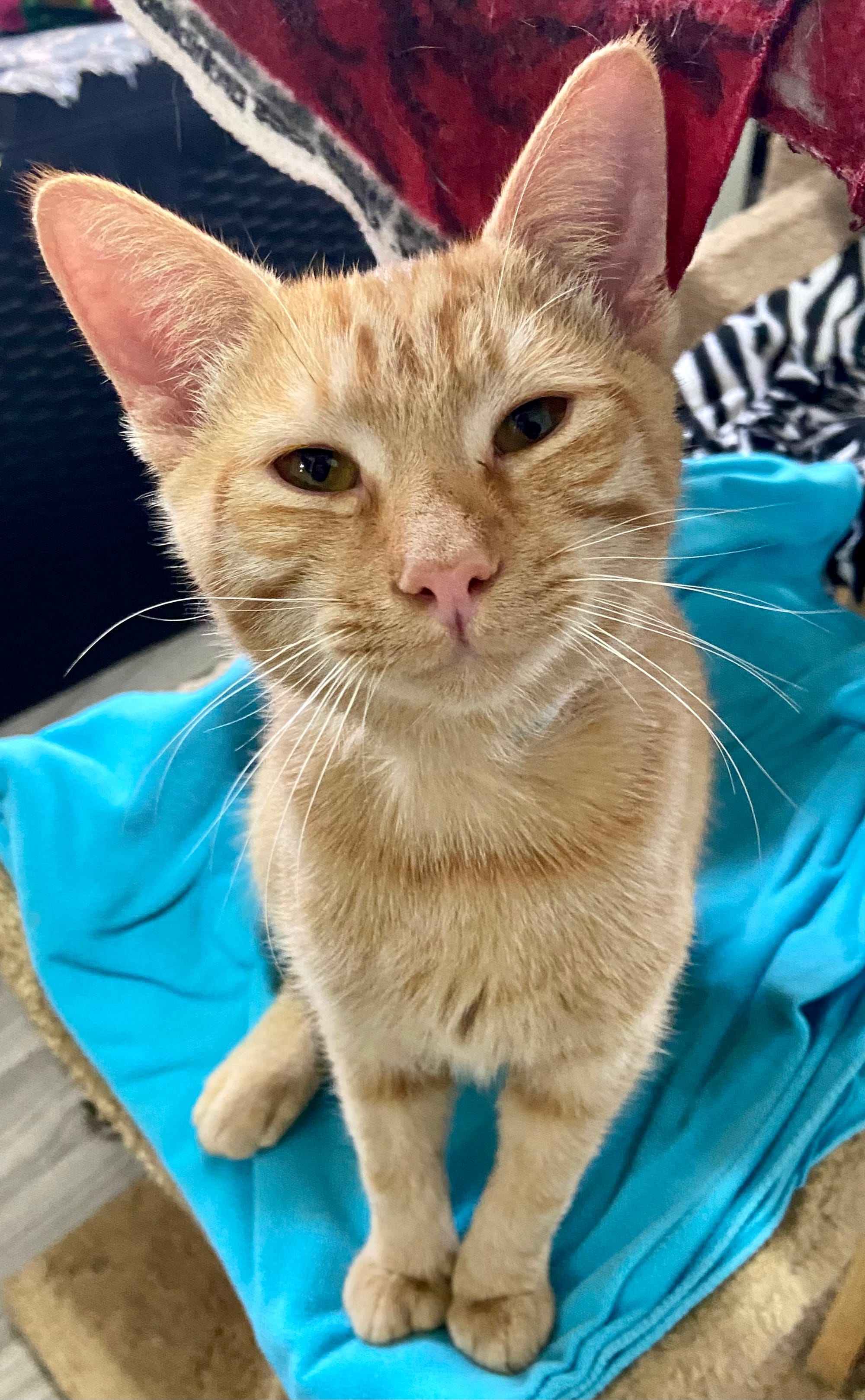 Tangerine adopted 11-10-2023