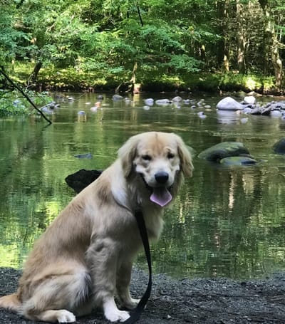 The Gatlinburg Trail- Great Smoky Mountains National Park