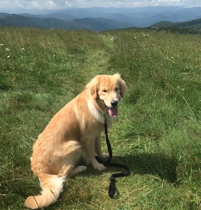 Max Patch, North Carolina