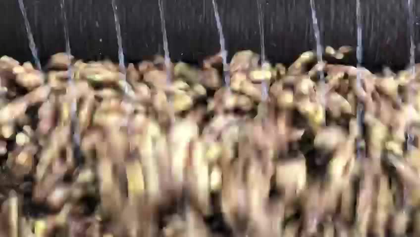 GINGER WASHING AND PEELING