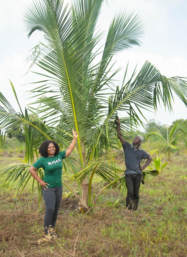 Inicio Coconut Farms