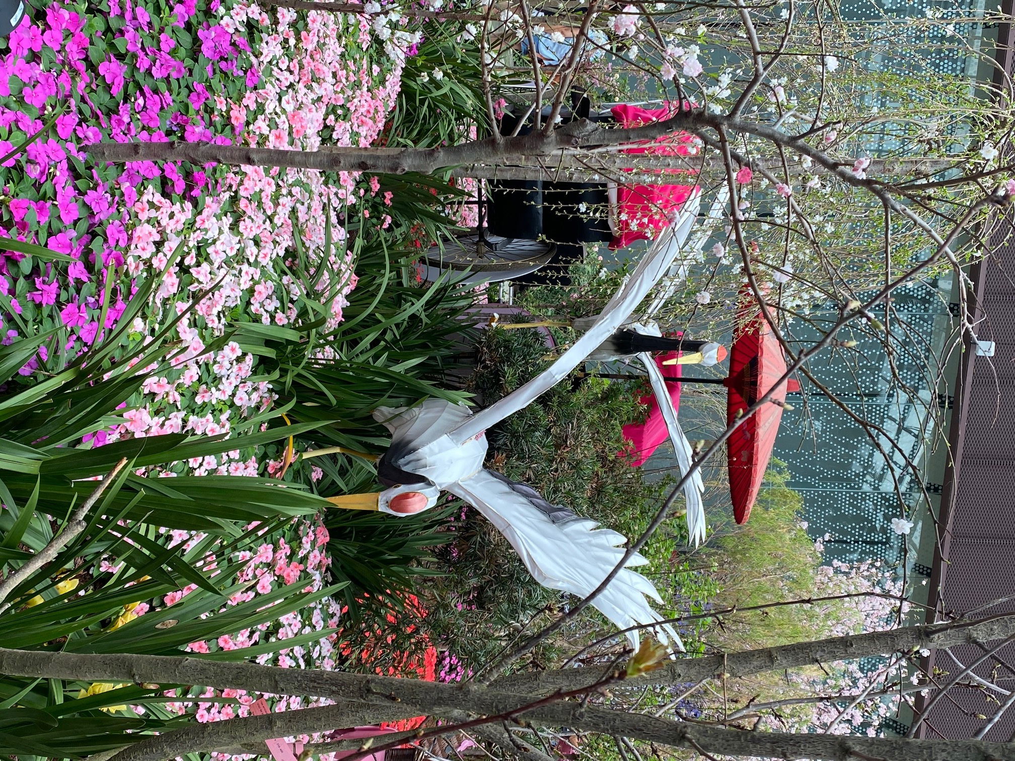Sakura Ausstellung im Flower Dome