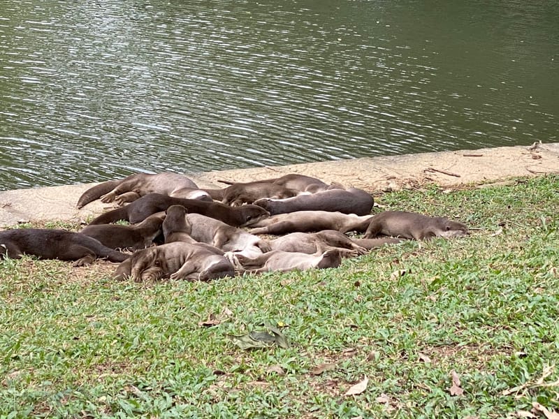 Otter in Singapore