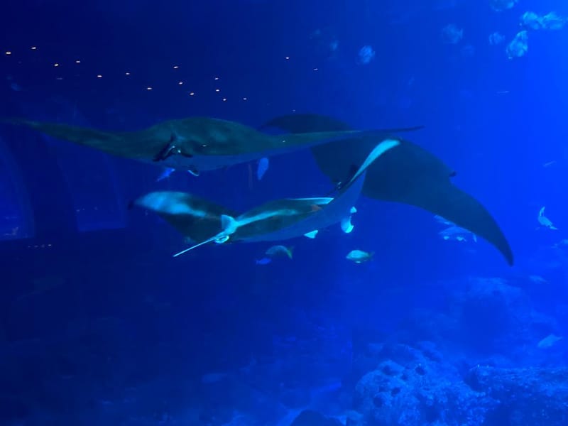 Ocean Restaurant-Südostasiens einziges Unterwasser Speiseerlebnis