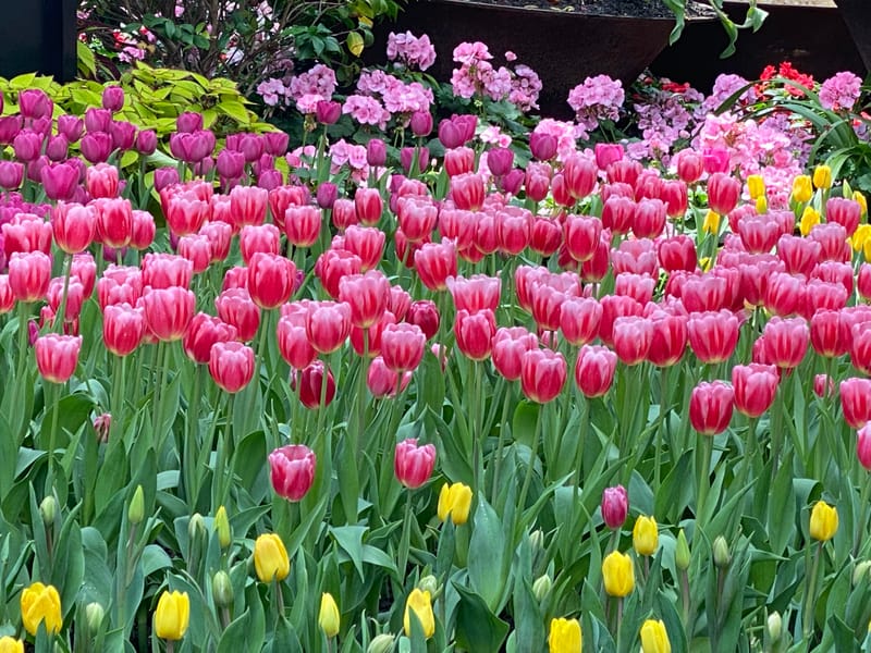 Kasachstan - Heimatland der Tulpen