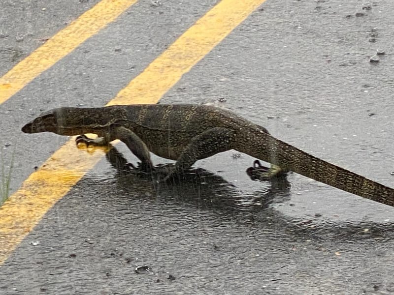 Monitor Lizard bei Regen