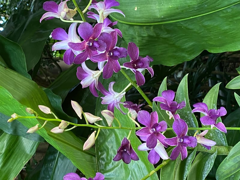 Orchideen nach VIP's benannt