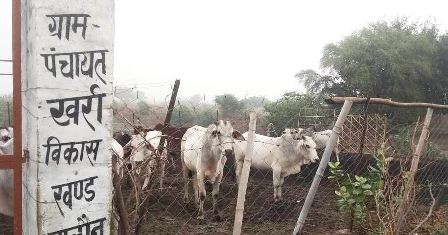 सुरभि संदेश: खबर का असर, खर्रा स्थित अस्थाई गोशाला में हुई भूसा व पानी की व्यवस्था -महेश चै|धरी