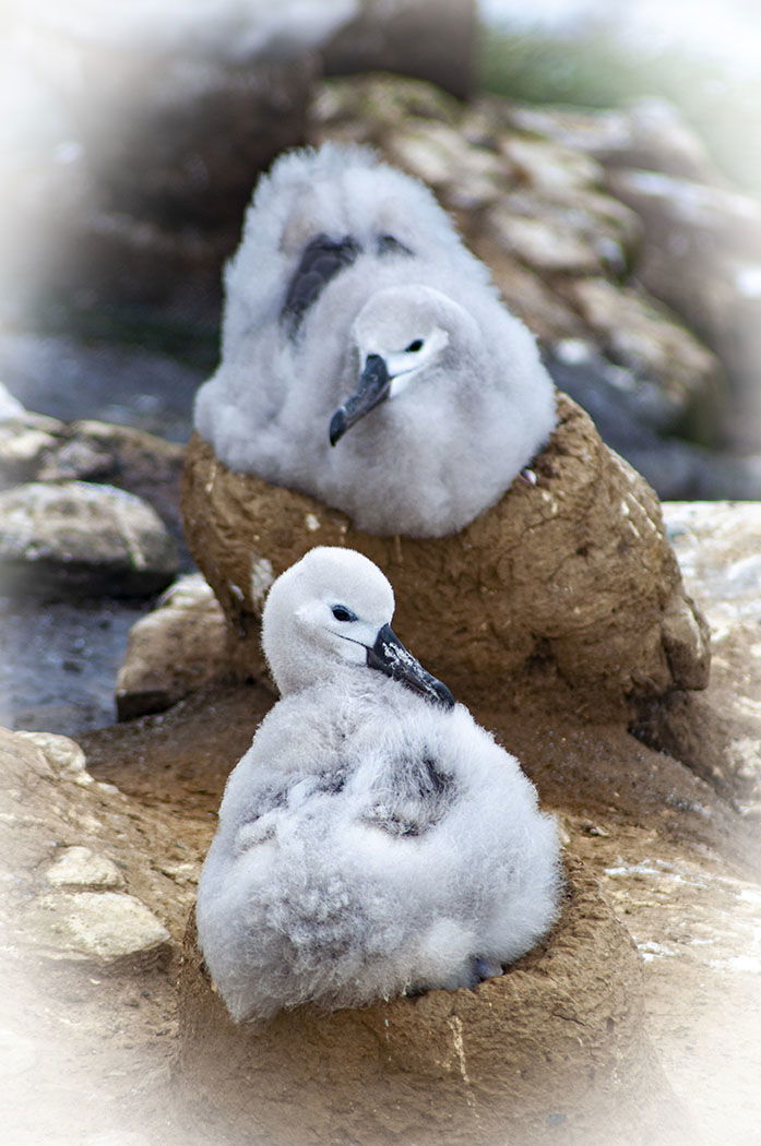 001 BLACK- BROWED ALBATROSS