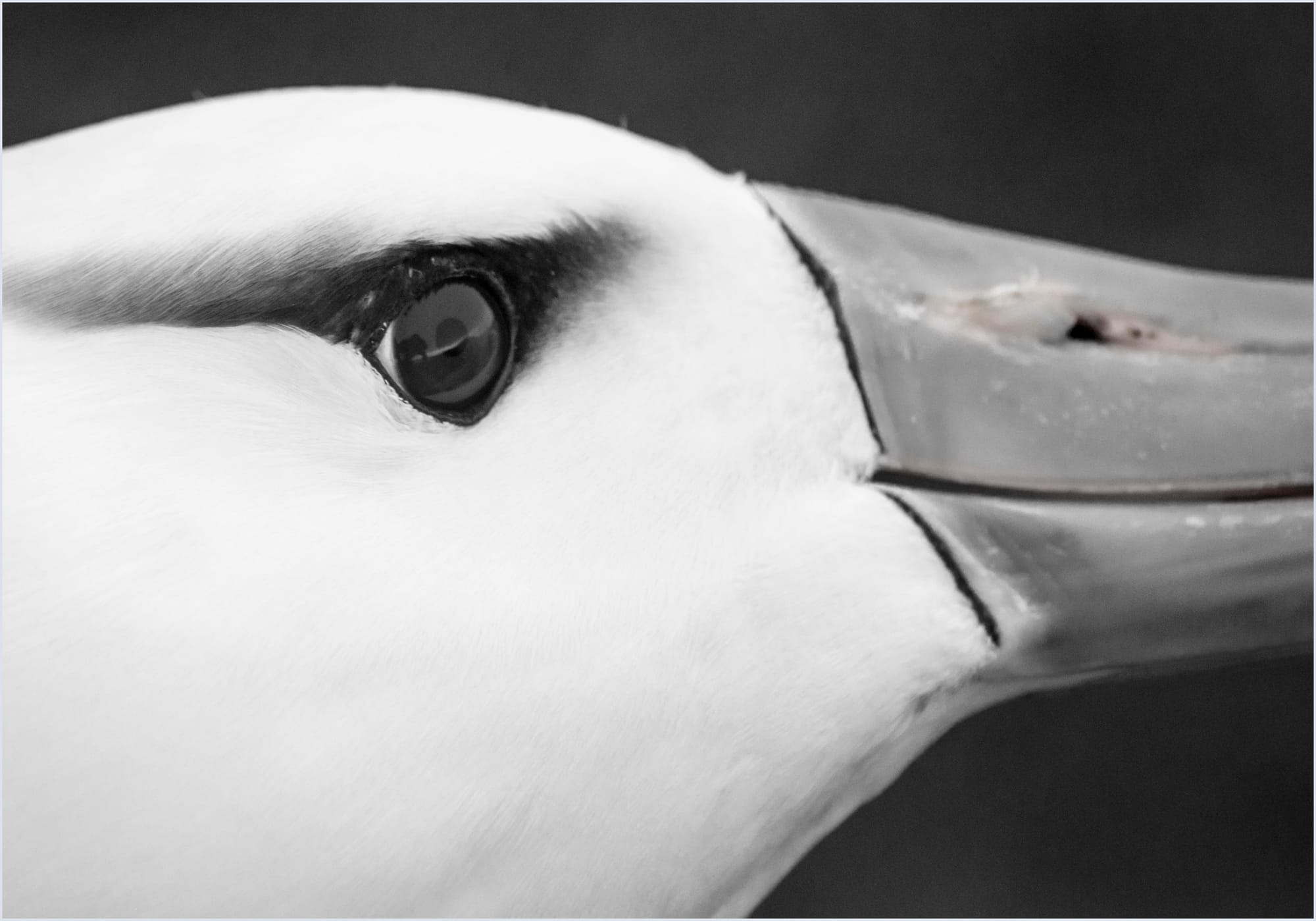 003 BLACK-BROWED ALBATROSS