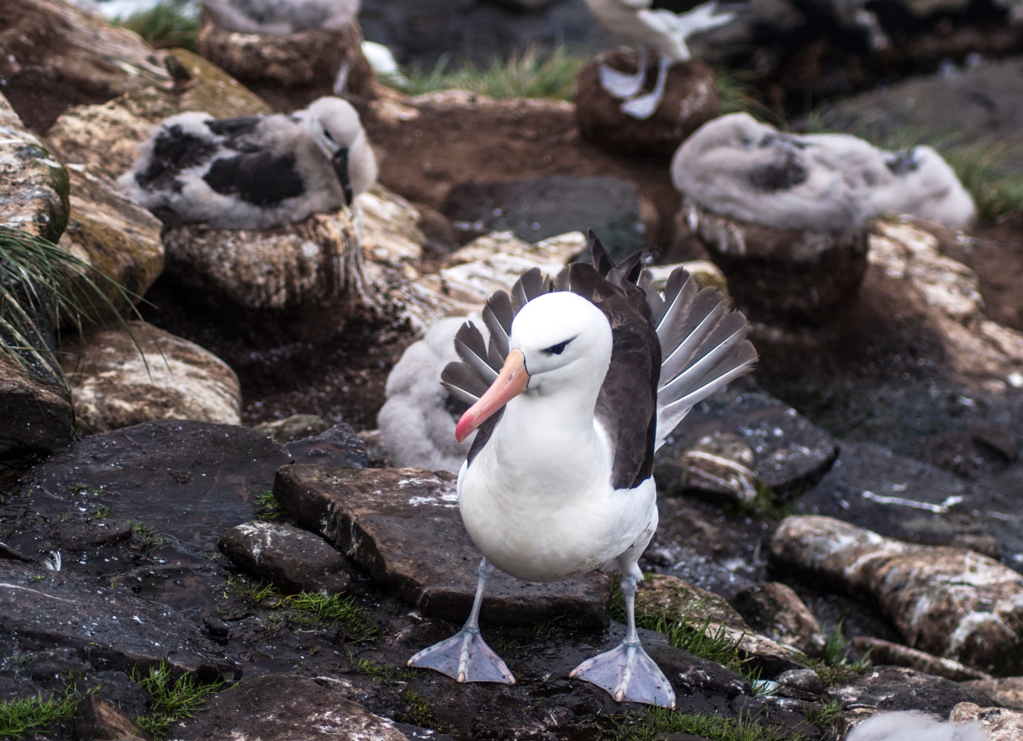 004 BLACK-BROWED ALBATROSS