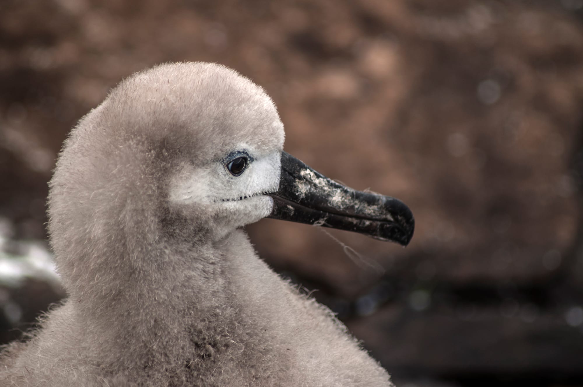 005 BLACK-BROWED  ALBATROSS