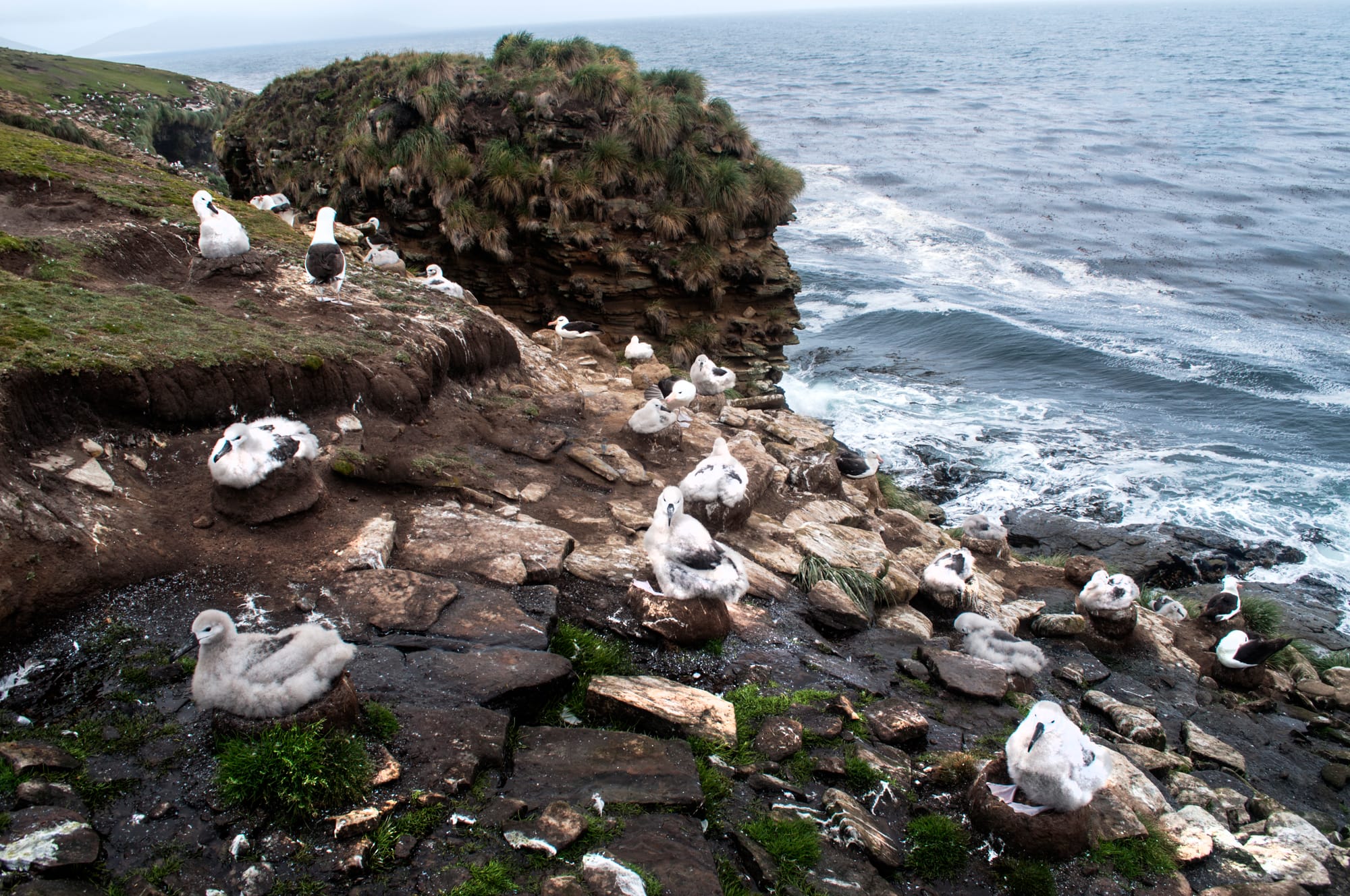 007 BLACK-BROWED ALBATROSS