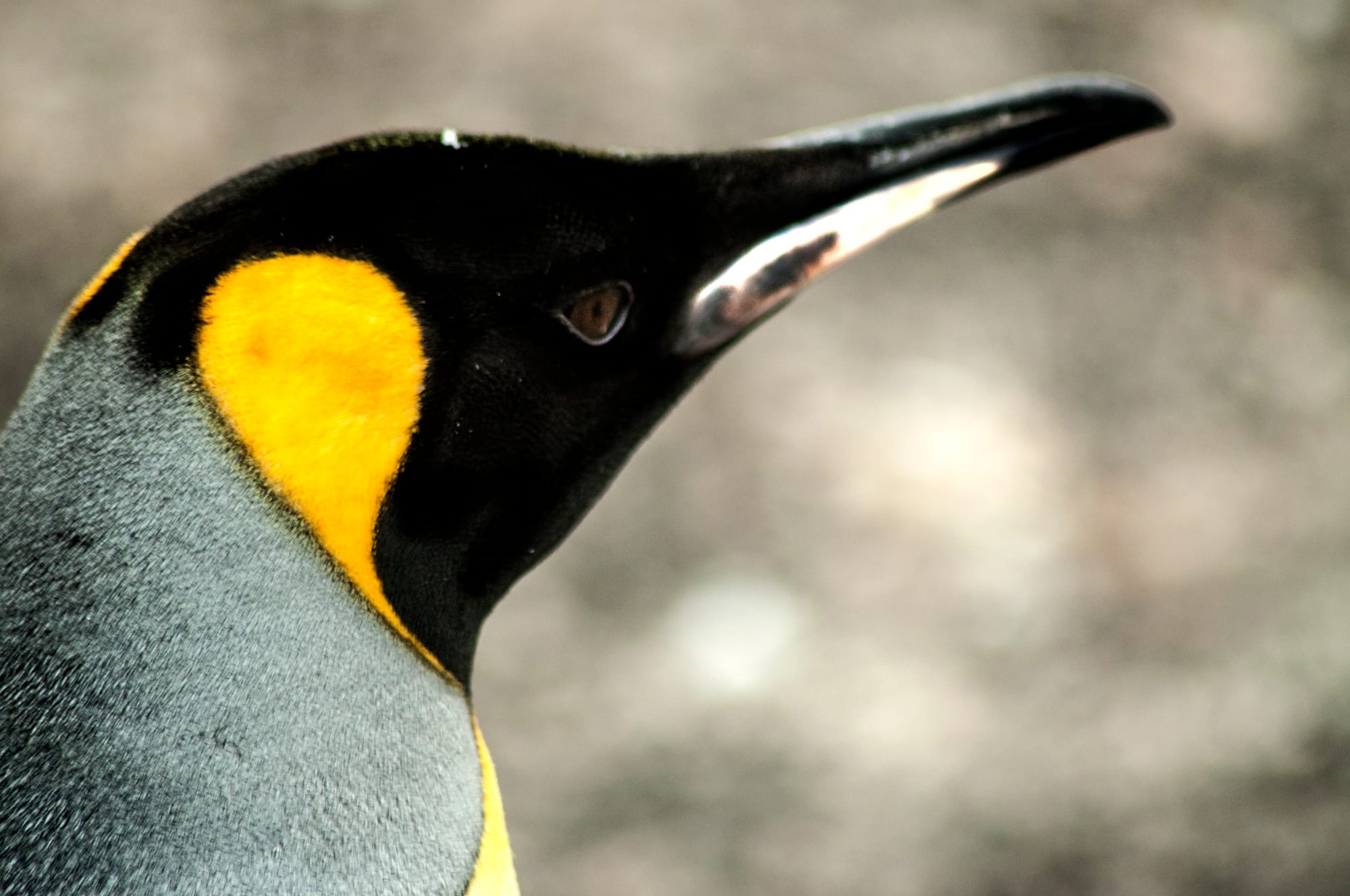 KING PENGUIN