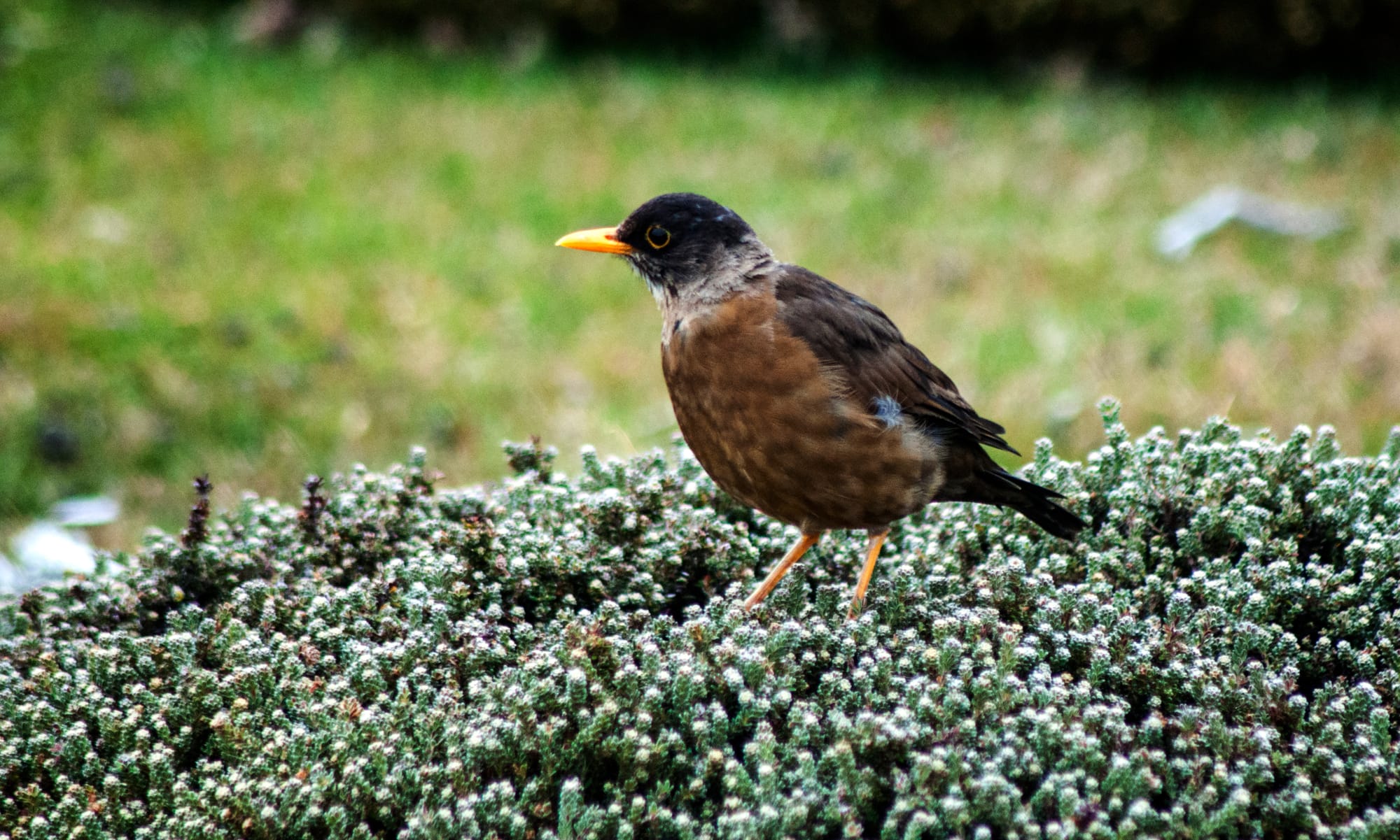 FALKLAND THRUSH