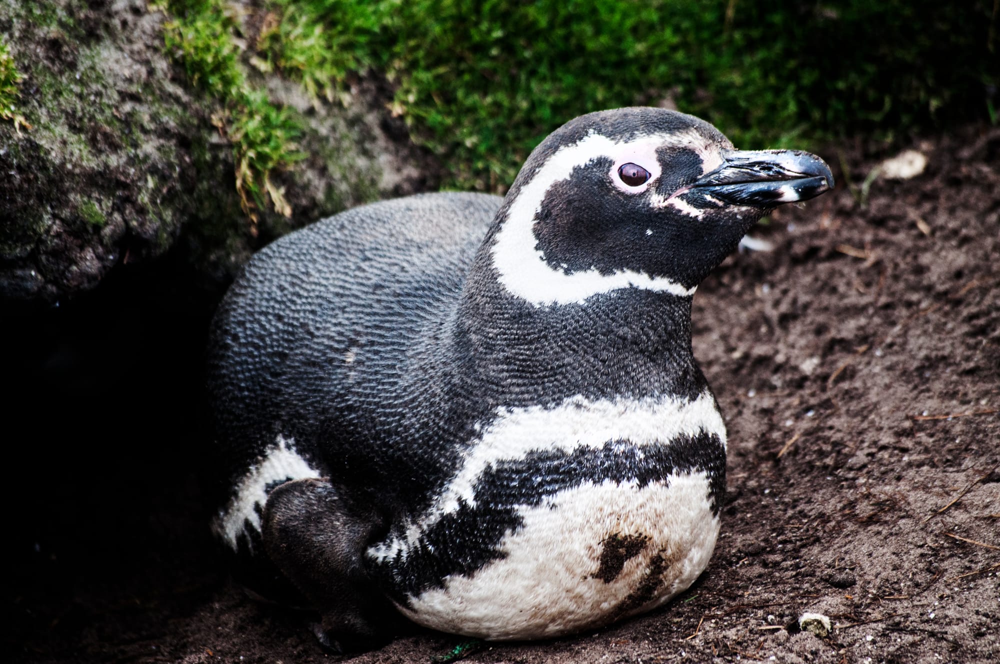 MAGELLANIC PENGUIN