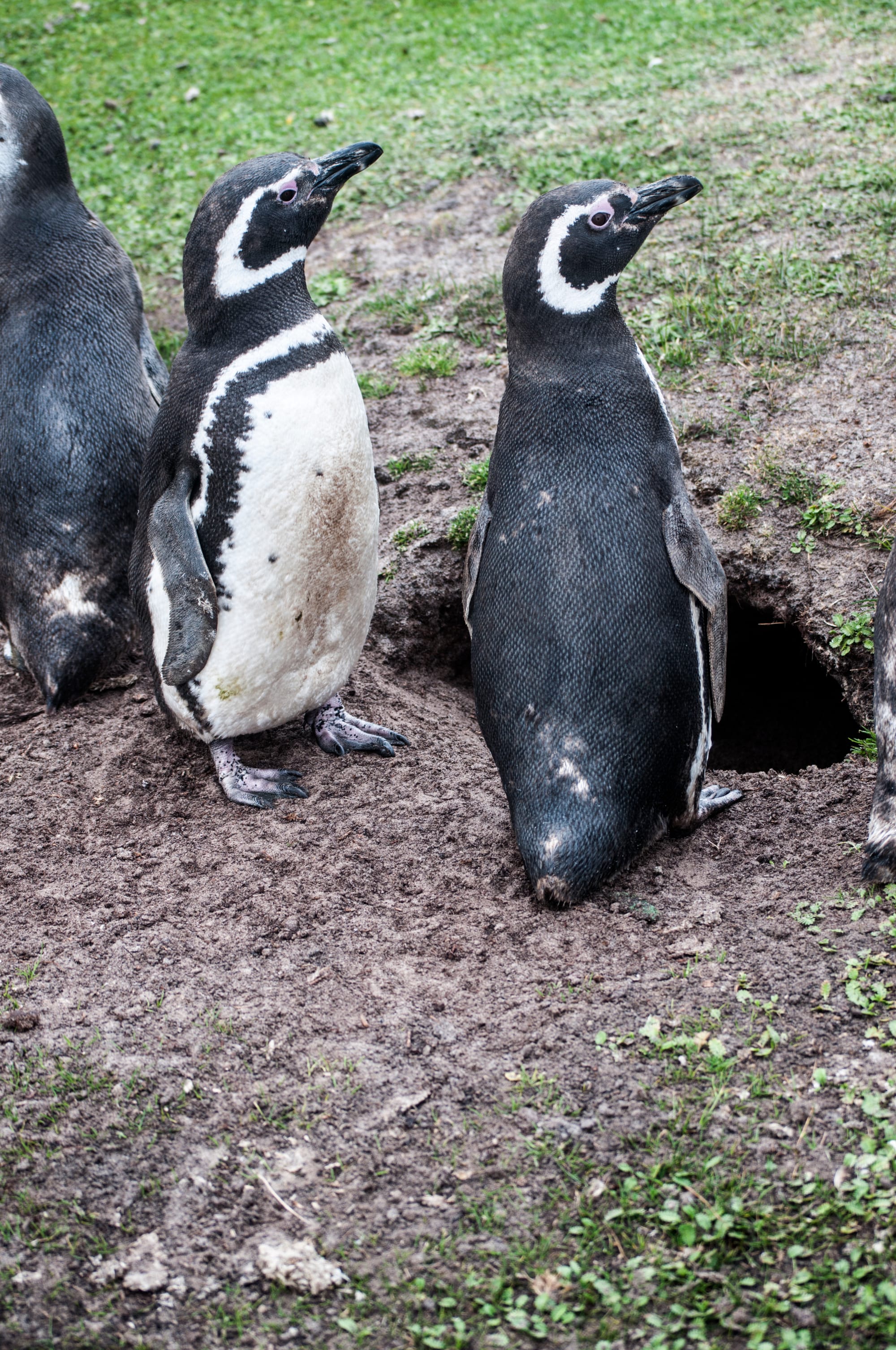 MAGELLANIC PENGUIN