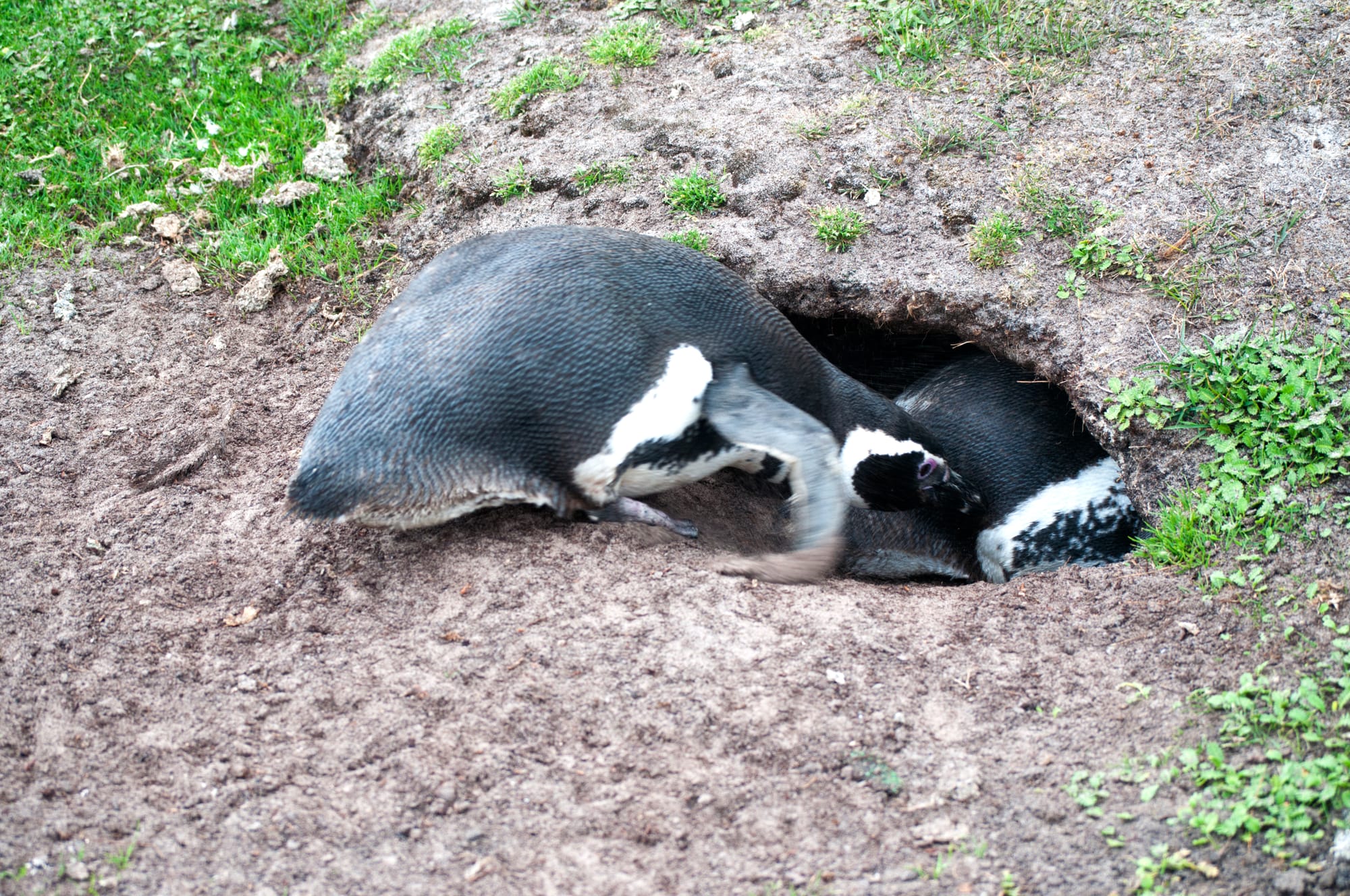 MAGELLANIC PENGUIN