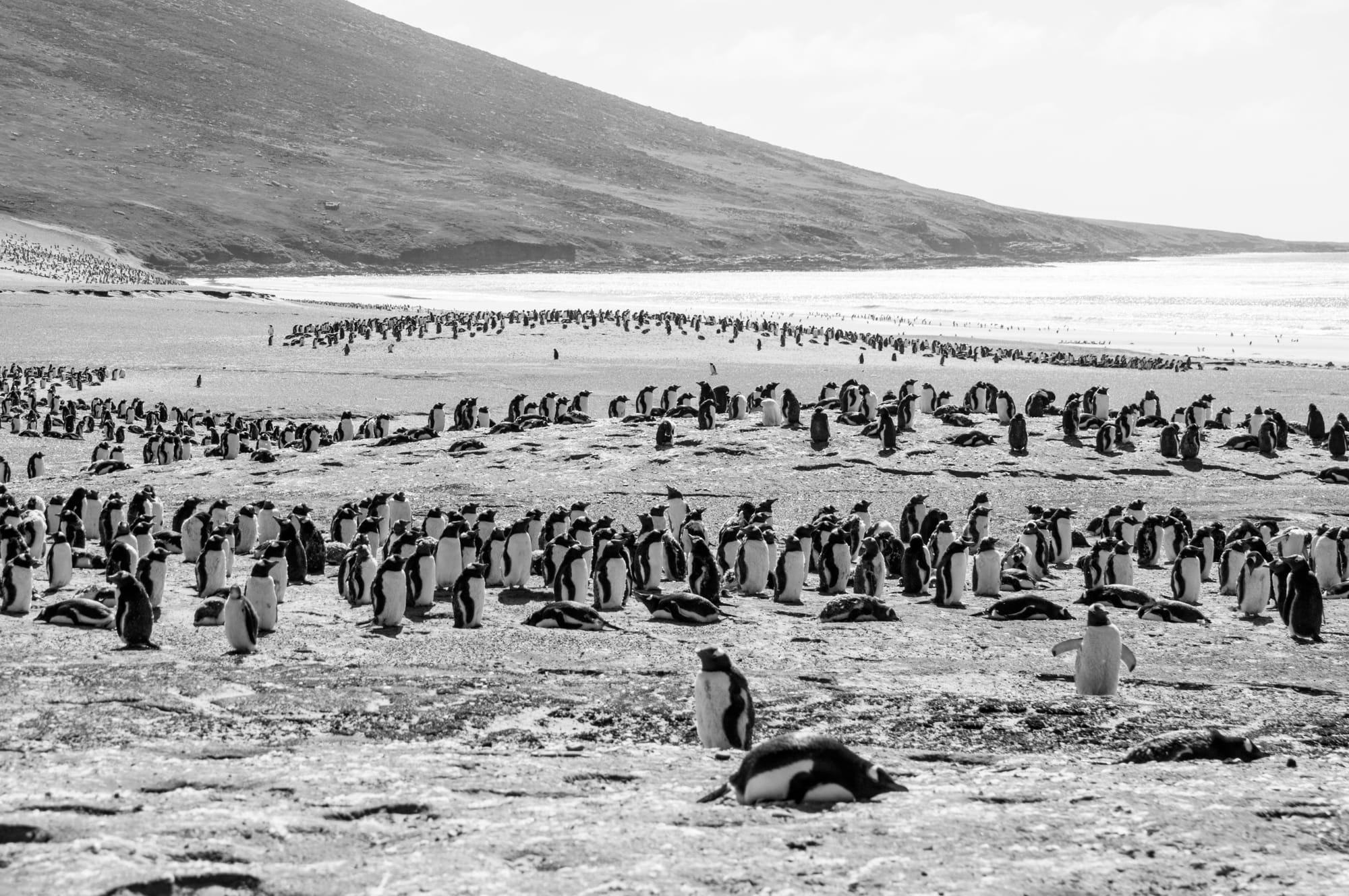 GENTOO PENGUINS