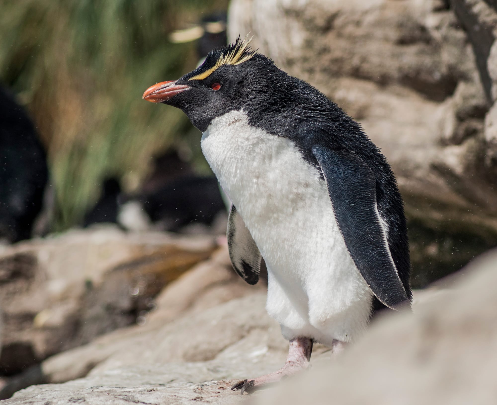 SOUTHERN Rock-hopper penguin