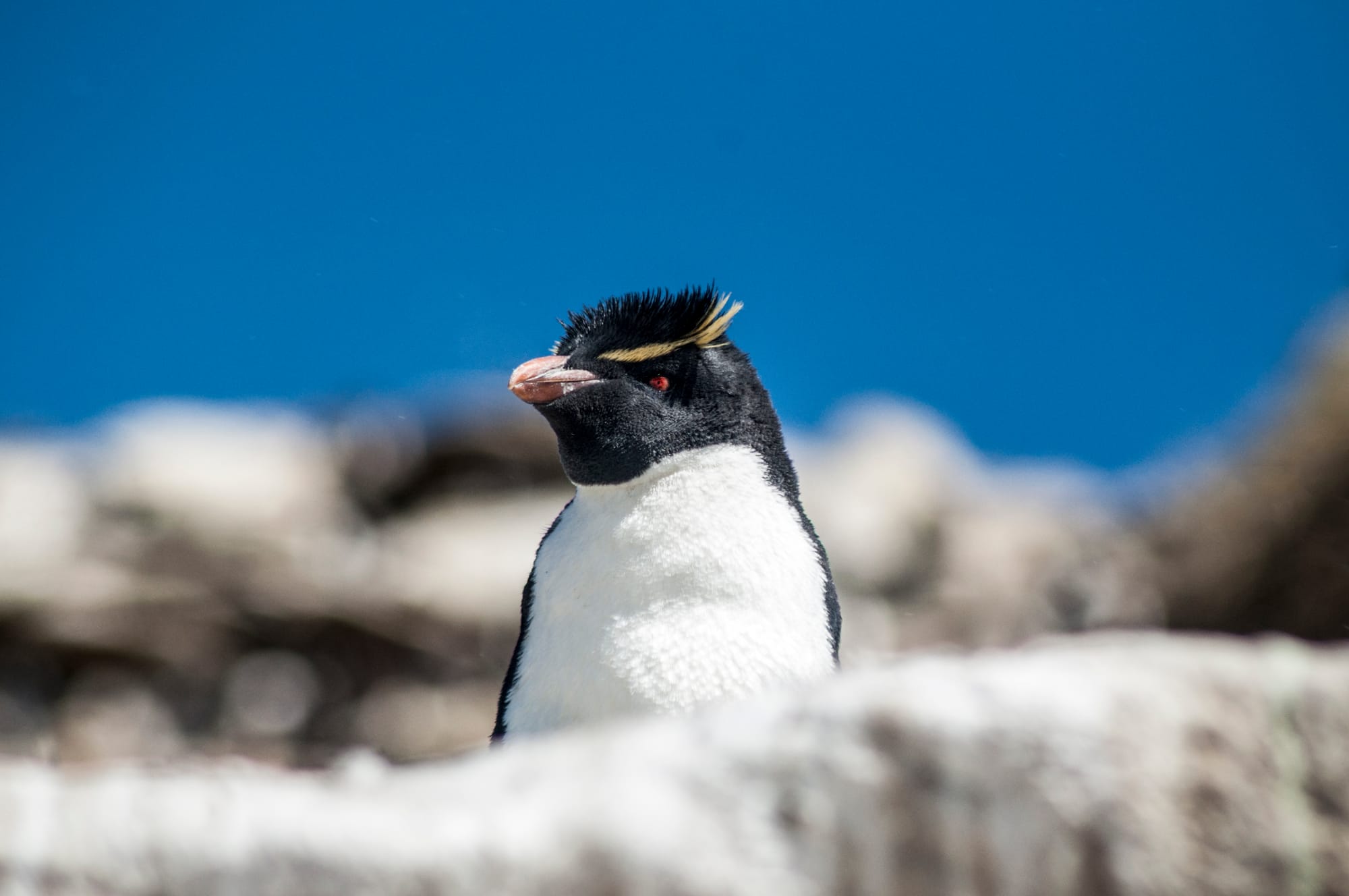 SOUTHERN Rock-hopper PENGUINS