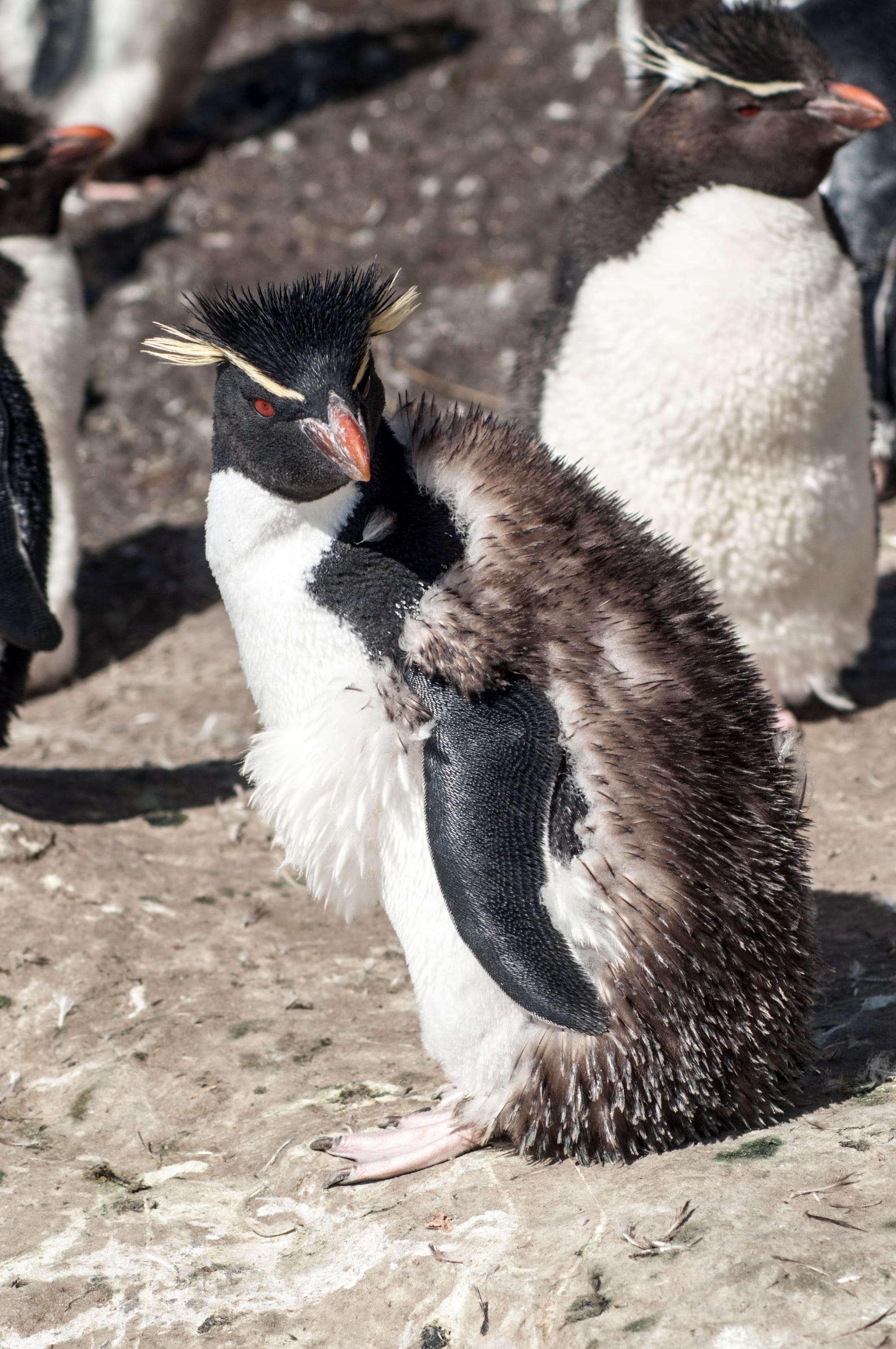 SOUTHERN Rock Hopper PENGUIN