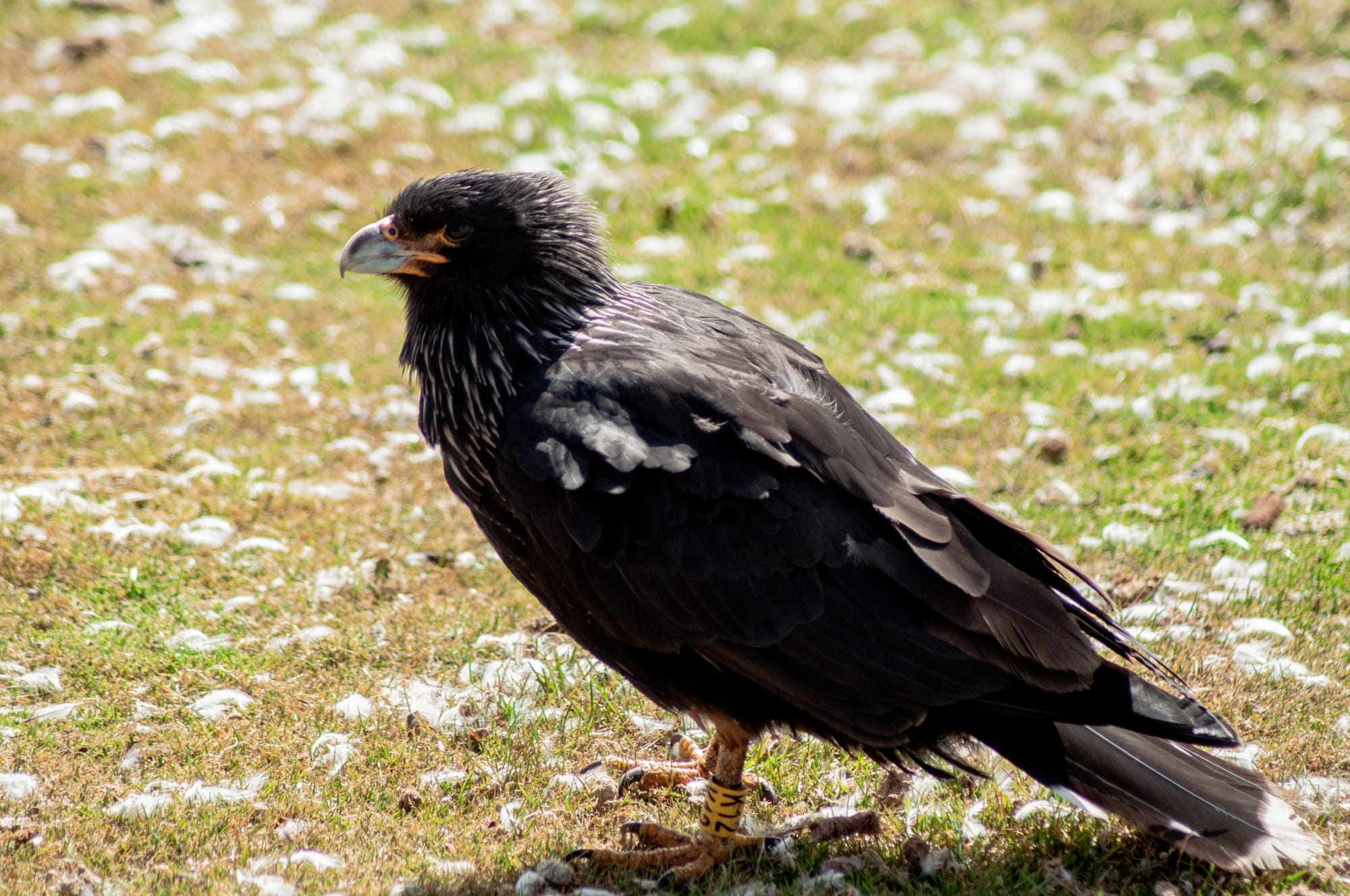 CARACARA