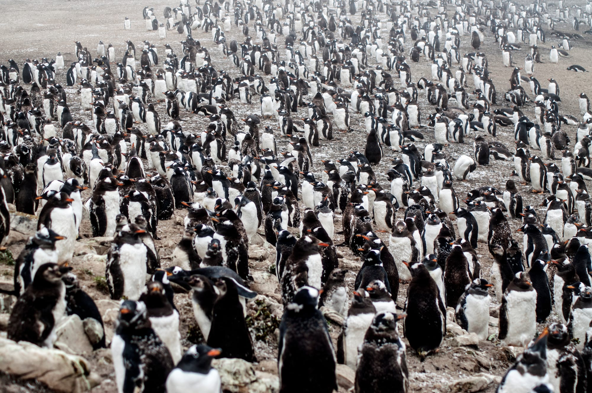 GENTOO PENGUINS