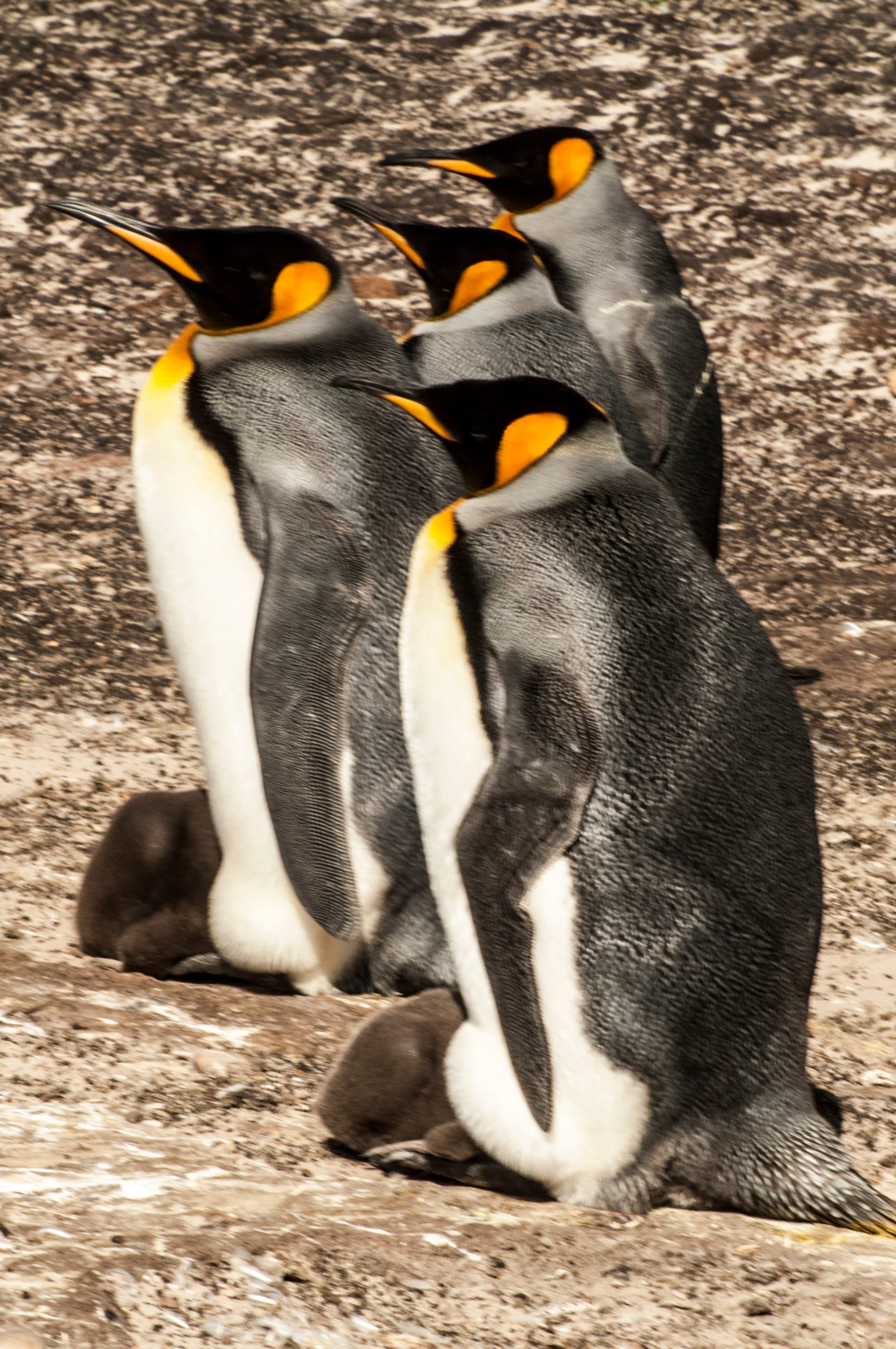 KING PENGUIN