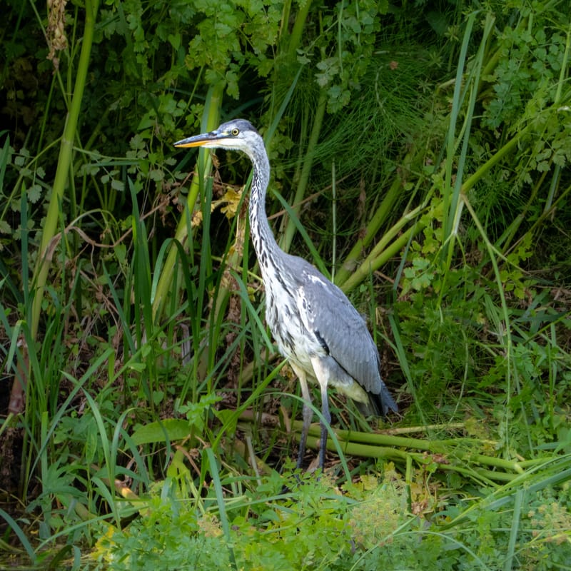 Kennet & Avon Canal