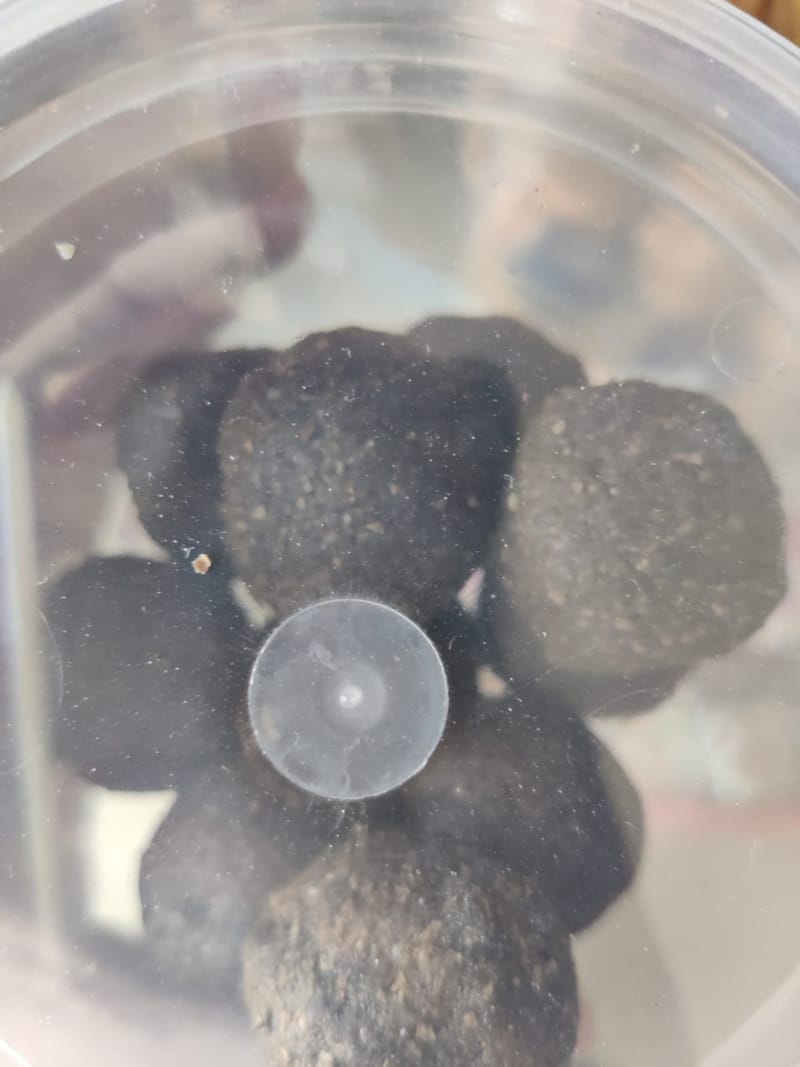 Nuvvula ladoo