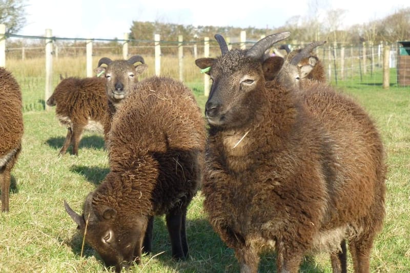 GROW YOUR OWN WOOL.