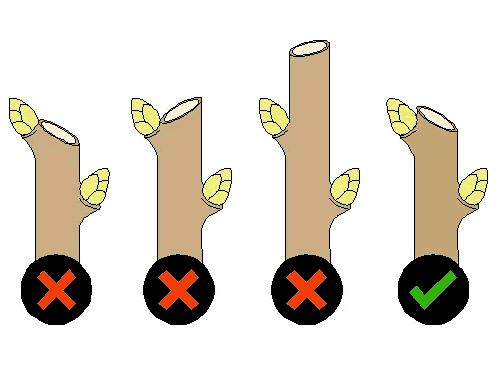 pruning