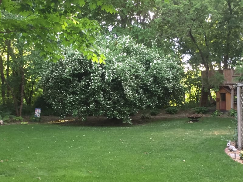 Large hedge/Shrubb removal.