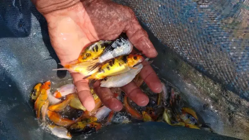 Carp Fish - Now Available Goldfish and Carp Fish We have over 5000
Call Now 0705555884