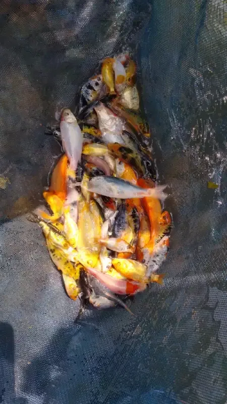 Carp Fish - Now Available Goldfish and Carp Fish We have over 5000
Call Now 0705555884