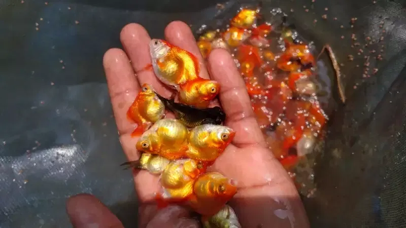 Goldfish - Now Available Goldfish and Carp Fish We have over 5000
Call Now 0705555884