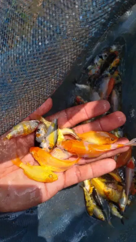 Carp Fish - Now Available Goldfish and Carp Fish We have over 5000
Call Now 0705555884