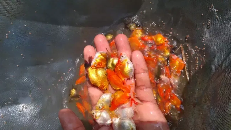 Goldfish - Now Available Goldfish and Carp Fish We have over 5000
Call Now 0705555884