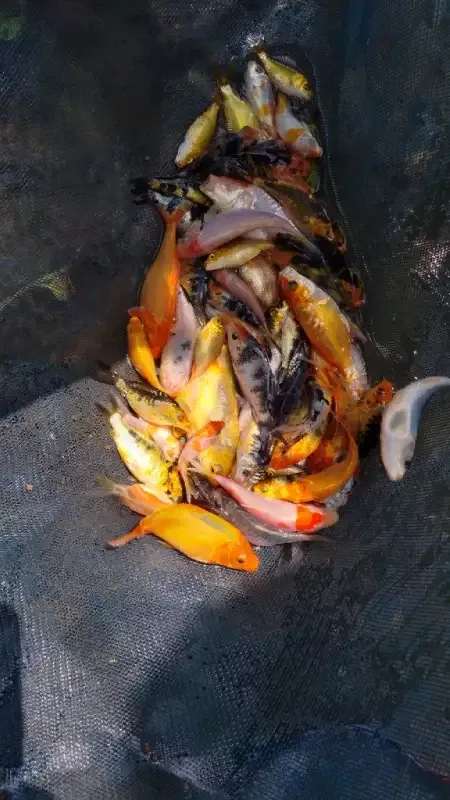 Carp Fish - Now Available Goldfish and Carp Fish We have over 5000
Call Now 0705555884