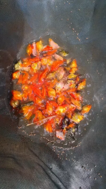 Goldfish - Now Available Goldfish and Carp Fish We have over 5000
Call Now 0705555884