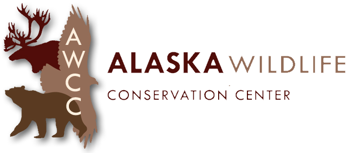 Alaska Wildlife Conservation Center