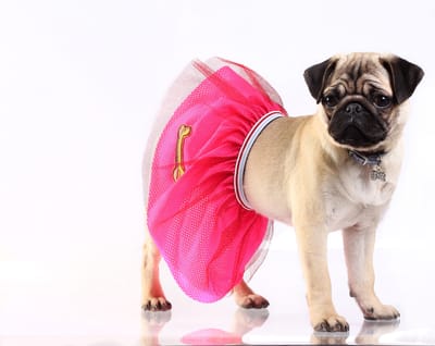 Build Your Own Dog Run