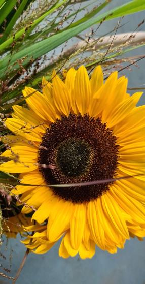 Tournesol