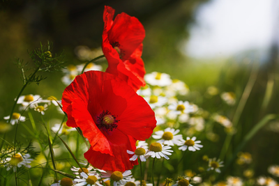 Le coquelicot
