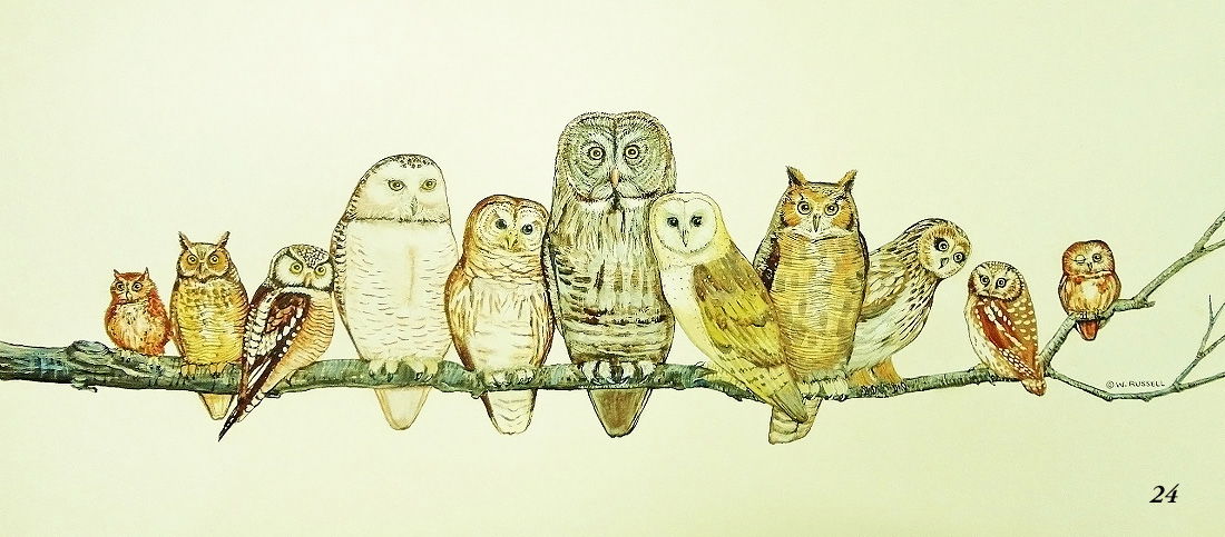 Owl Watch on off white background (digital only)