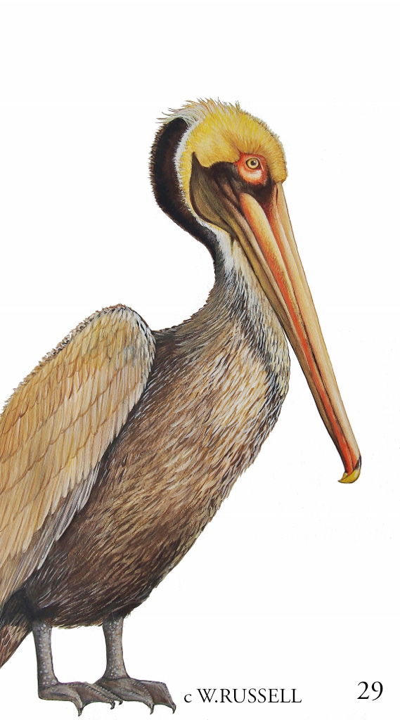 Pelican